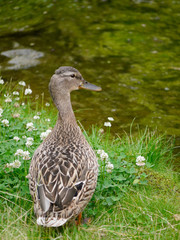 Stockente am Seeufer