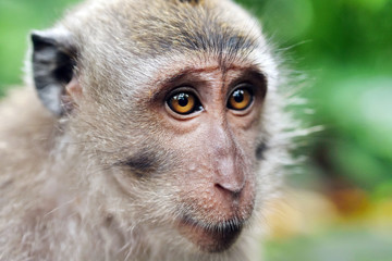 Portrait of a cute monkey (macaque) in the wild nature. Concept: Forest, Animal, zoo