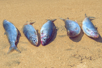 Fototapeta na wymiar fish Baikal omul on the sand