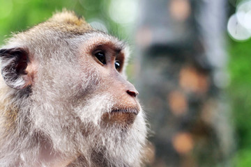 Portrait of a cute monkey (macaque) in the wild nature. Concept: Forest, Animal, zoo