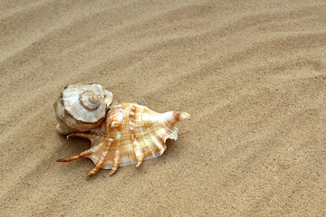 Fototapeta na wymiar the sea shell lies on the sand