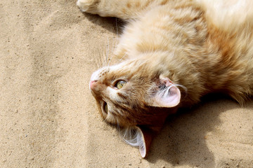 red cat lying on the sand resting