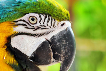 Close up of a parrot in a garden. Concept: Nature, animals, zoo