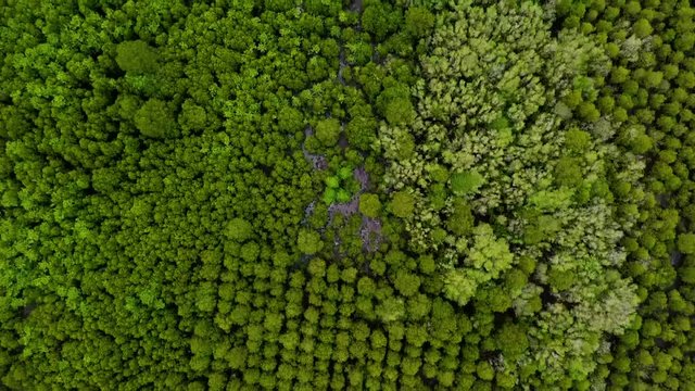 Aerial top view move forward shot of Mangroves in Tung Prong Thong or Golden Mangrove Field at Estuary Pra Sae, Rayong, Thailand