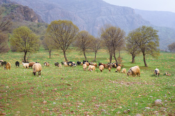 Naklejka premium Flock of sheep in green field near mountains. Iran