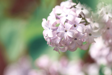 purple lilac in springtime