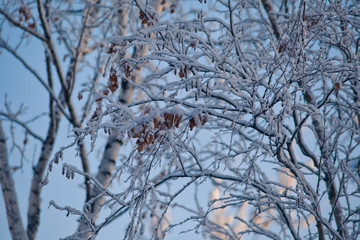 Winter tree branch