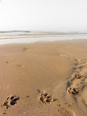 dog paws shapes long the beach next to the sea