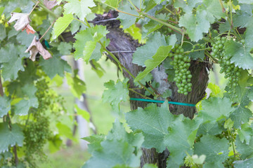unripe grapes cultivated in Italy