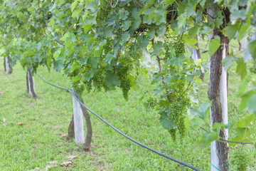 unripe grapes cultivated in Italy
