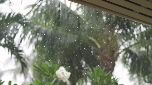Tropical rain drops falling on the green palm tree leaves and tree of frangipani in island Koh Samui. slow motion. 3840x2160