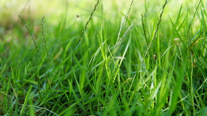 close-up green grass background
