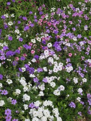 Naklejka premium Fleurs