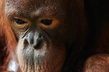 Portrait of a monkey in the nature. Concept: Animal, wild, forest