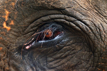 Close up of an elephant eye. Concept: Texture, animal, nature