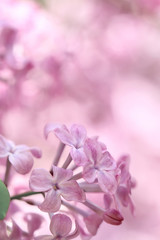 purple lilac in springtime
