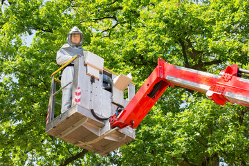 Man fighting oak procession caterpillars in aerial platform