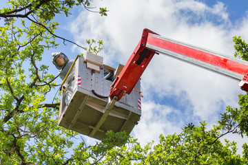 Man fights oak procession caterpillars in aerial platform