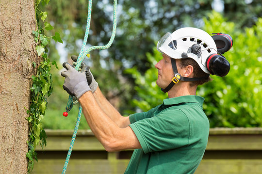 Dutch arborist checking climbing rope at tree