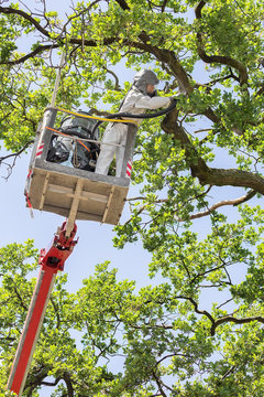 Man fights oak procession caterpillars in the aerial platform