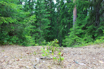 blueberry bushes grow in the middle of a forest road. Leningrad Region, Russia