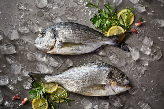 Fresh and raw fish, Dorada fish, sea bream, gilt-head (sea) bream  with ice, lemon and herbs on a grey stone background, top view. Seafood, fish