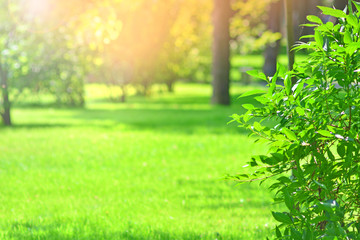 Park meadow background