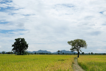 Fototapeta na wymiar Tree in paddy field and cloud on blue sky background