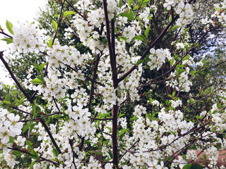 Fototapeta premium Blossoming tree in the old garden with wooden fence on the countryside