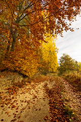 Road in a colorful, autumn park .Pomerania ,Poland 