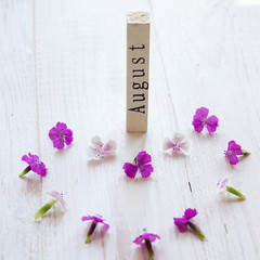 wooden calendar with August sign and pink flowers on white wooden background.