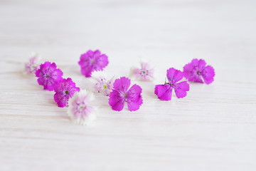 Chamaenerion flowers on white wooden background