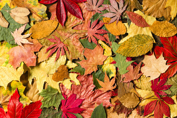 Naklejka na ściany i meble Beautiful colorful autumn leaves background