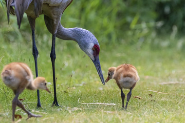 Beautiful Sandhill Cranes with New Born Young Cute Babies