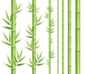 Fototapeta na wymiar Realistic 3d Detailed Bamboo Japanese or Chinese Green Plant Decor Element Set. Vector