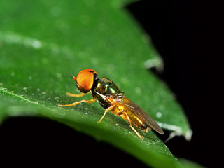 Macro Photo of Beautiful Fly on Green Leaf Isolated on Background