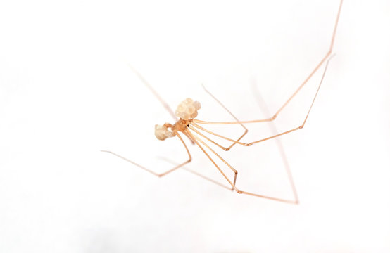 Macro Photo of Daddy Long-Legs Spider with Eggs Isolated on Background