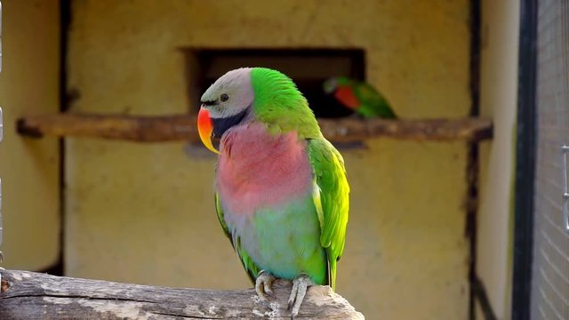 red-breasted parakeet  close-up