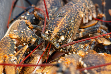 The fresh lobster