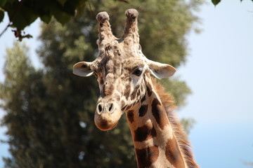 Faccia giraffa