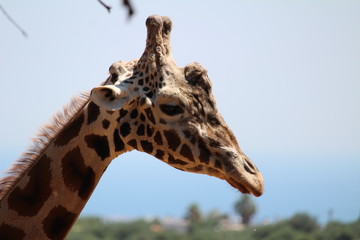 giraffa di lato