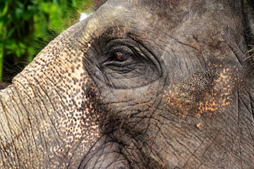 Macro shot of an elephant's eye, where wrinkles from the age of the animal can be seen.
