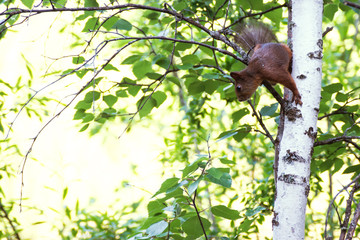 Squirrel on tree. Summer forest and squirrel.