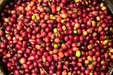 Close-up of a hand touching a handful of coffee berries to smell and consistency.  Concept of: relaxation, aroma.