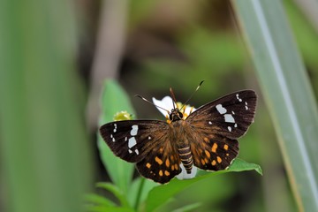 Butterfly from the Taiwan (Celaenorrhinus maculosus) Large meteor hesperiids butterfly 