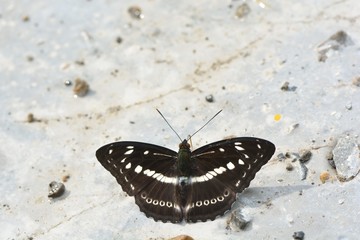 Butterfly from the Taiwan (Athyma asura) White circle butterfly