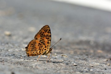 Butterfly from the Taiwan (Symbrenthia hypselis scatinia) Butterfly in water