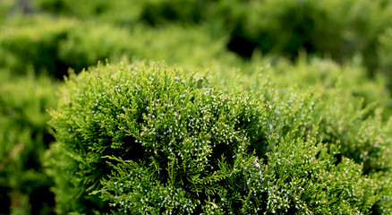Cossack juniper ( lat. Juniperus sabina). Shearing of the juniper with gardening scissors, Soft focus. Garden art/ design/ landscape. Topiary. Blurred background with juniper.