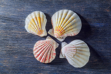 seashells on a wooden background