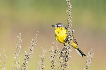 Motacilla flava on the ground
